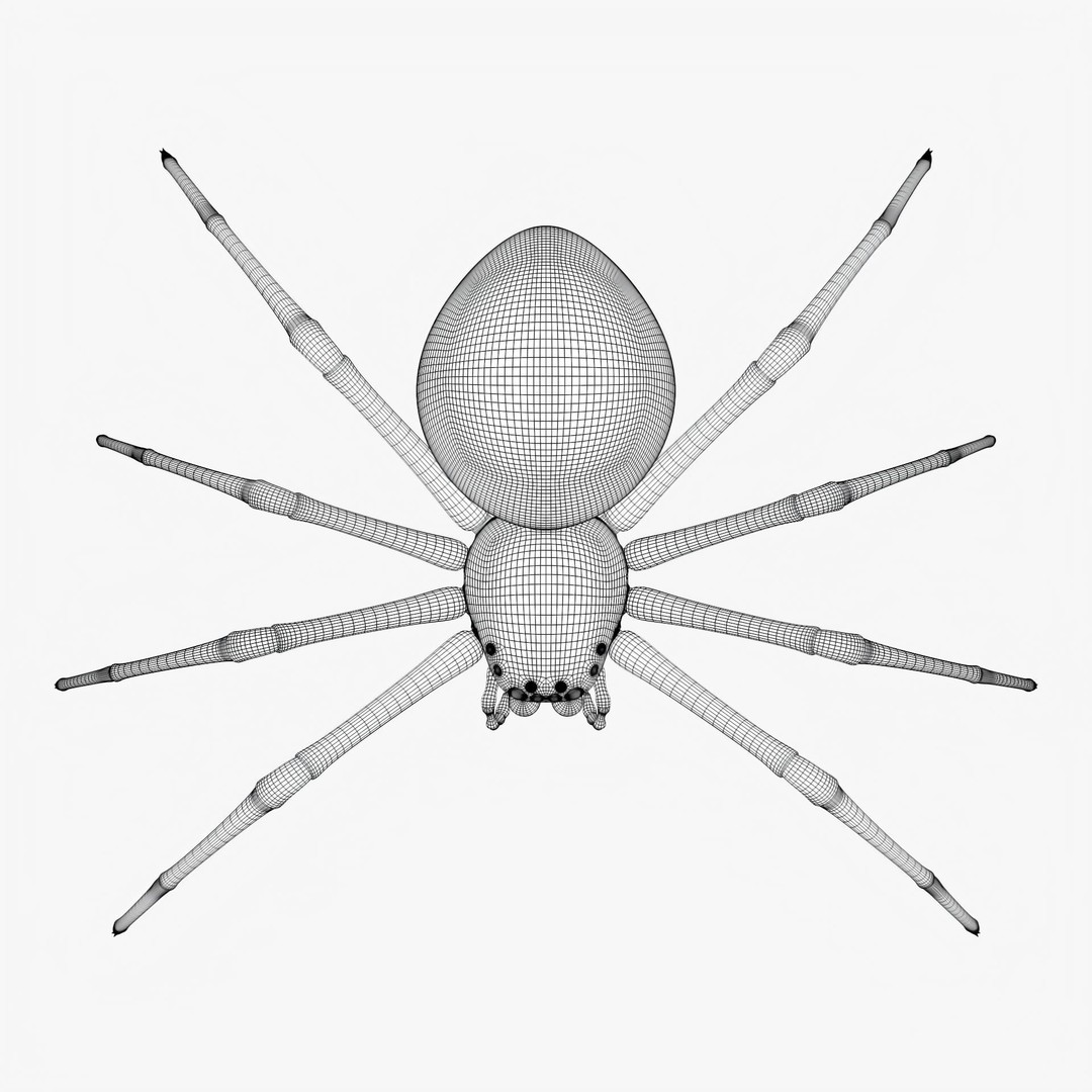 Rigged Spider 3D Model – Low Poly Creature with 8K PBR Textures, FBX - View 18