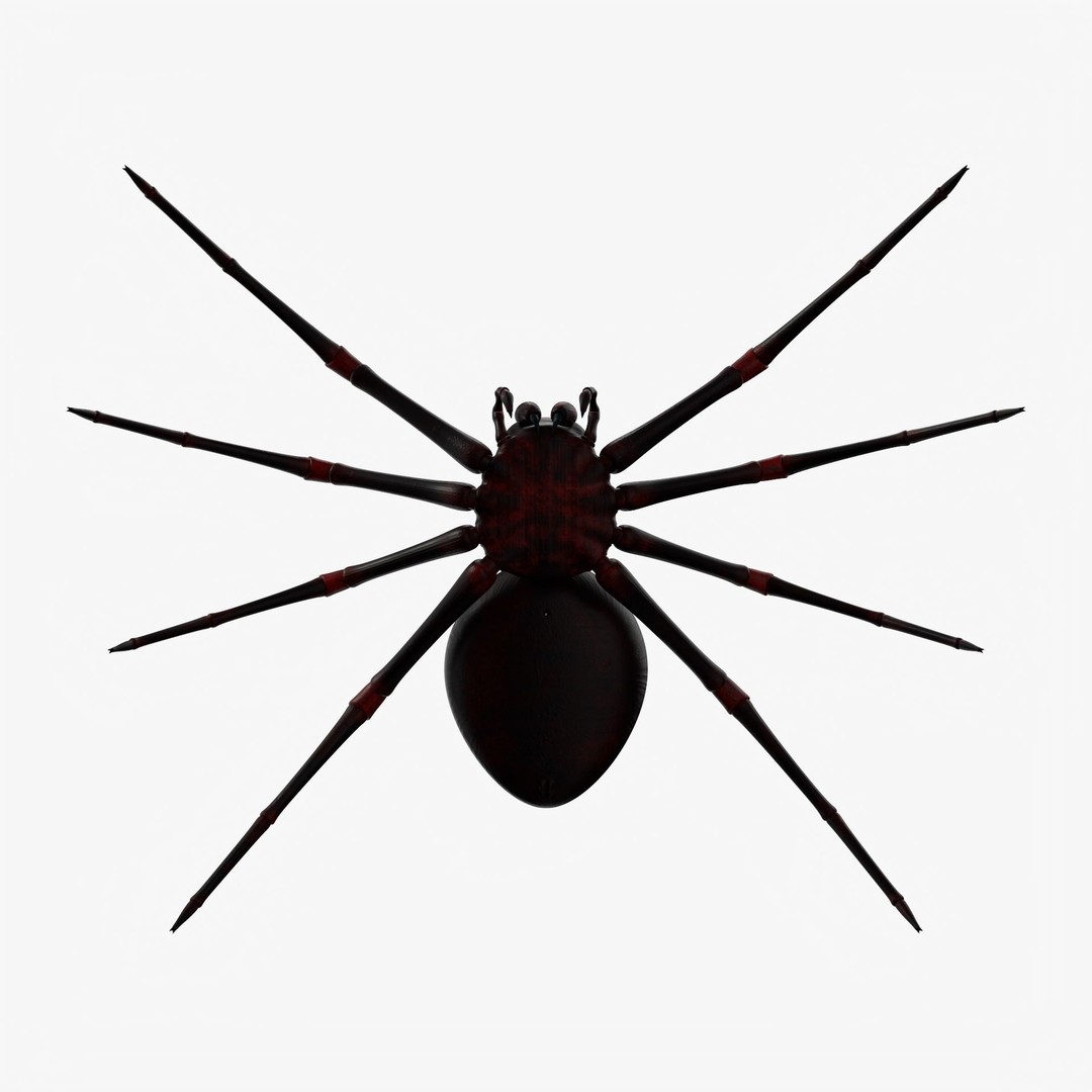Rigged Spider 3D Model – Low Poly Creature with 8K PBR Textures, FBX - View 9