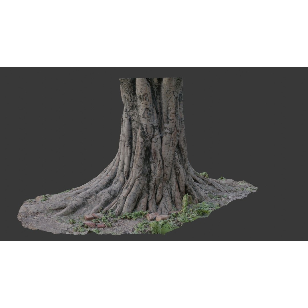 Massive Tree Trunk 3D Model – Low Poly Scanned Asset, PBR Textures