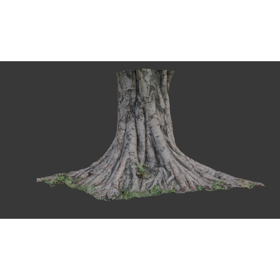 Massive Tree Trunk 3D Model – Low Poly Scanned Asset, PBR Textures - View 3