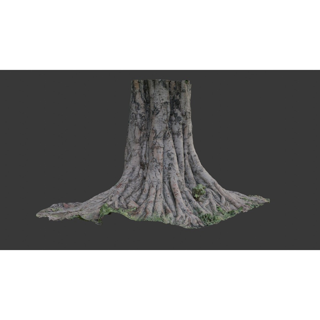 Massive Tree Trunk 3D Model – Low Poly Scanned Asset, PBR Textures - View 5