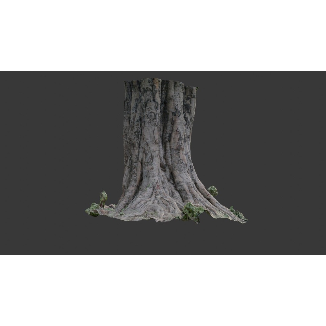 Massive Tree Trunk 3D Model – Low Poly Scanned Asset, PBR Textures - View 6