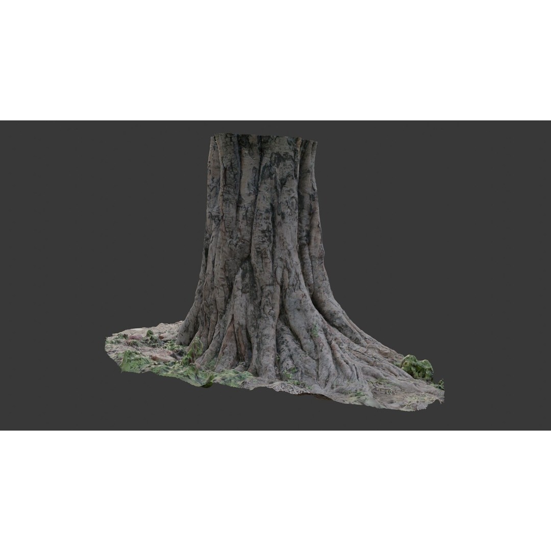 Massive Tree Trunk 3D Model – Low Poly Scanned Asset, PBR Textures - View 7