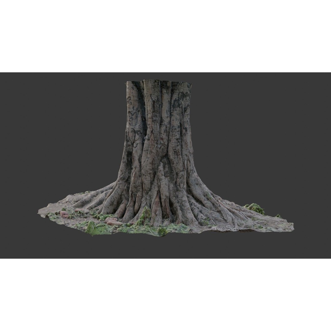 Massive Tree Trunk 3D Model – Low Poly Scanned Asset, PBR Textures - View 8