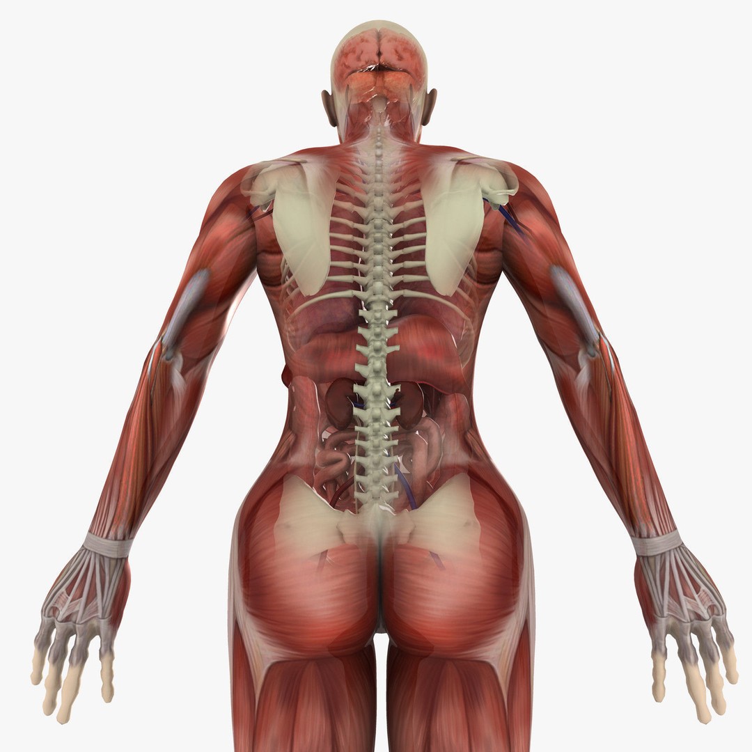 Human Male Anatomy 3D Model – Detailed PBR Character for Medical Animation