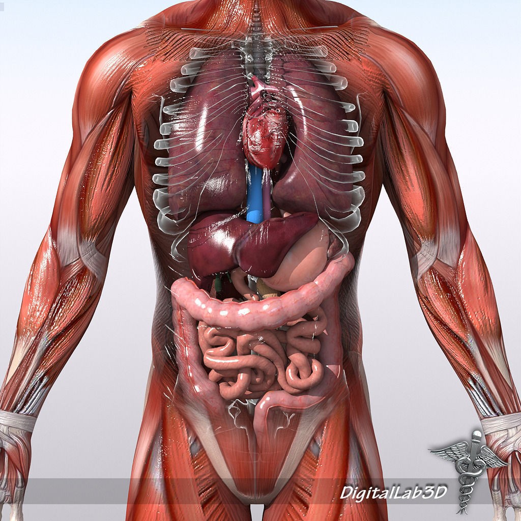 Human Male Anatomy 3D Model – Detailed PBR Character for Medical Animation - View 10
