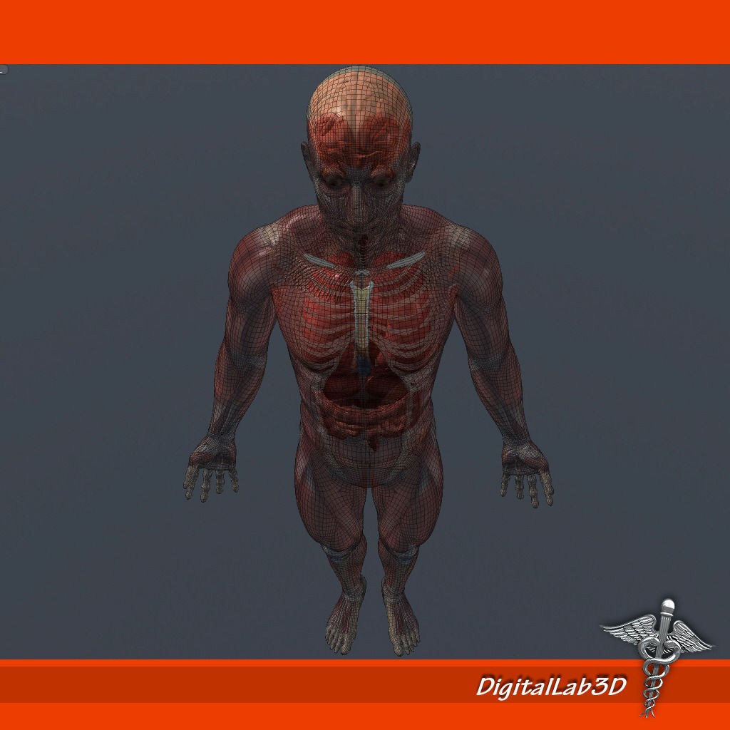 Human Male Anatomy 3D Model – Detailed PBR Character for Medical Animation - View 11