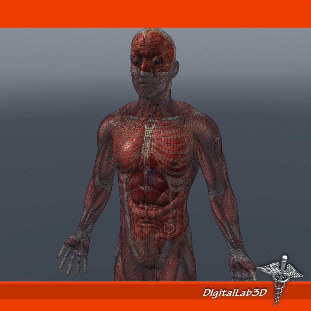 Human Male Anatomy 3D Model – Detailed PBR Character for Medical Animation - View 12
