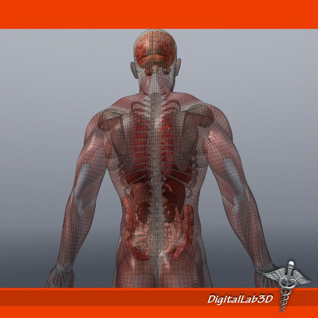 Human Male Anatomy 3D Model – Detailed PBR Character for Medical Animation - View 13