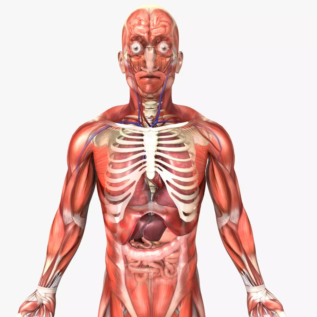 Human Male Anatomy 3D Model – Detailed PBR Character for Medical Animation - View 2