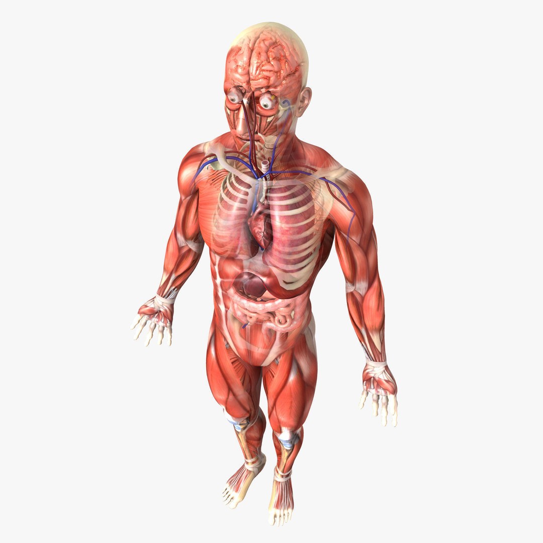 Human Male Anatomy 3D Model – Detailed PBR Character for Medical Animation - View 3