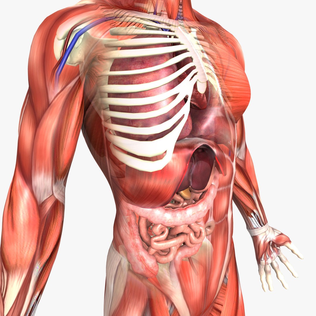 Human Male Anatomy 3D Model – Detailed PBR Character for Medical Animation - View 4