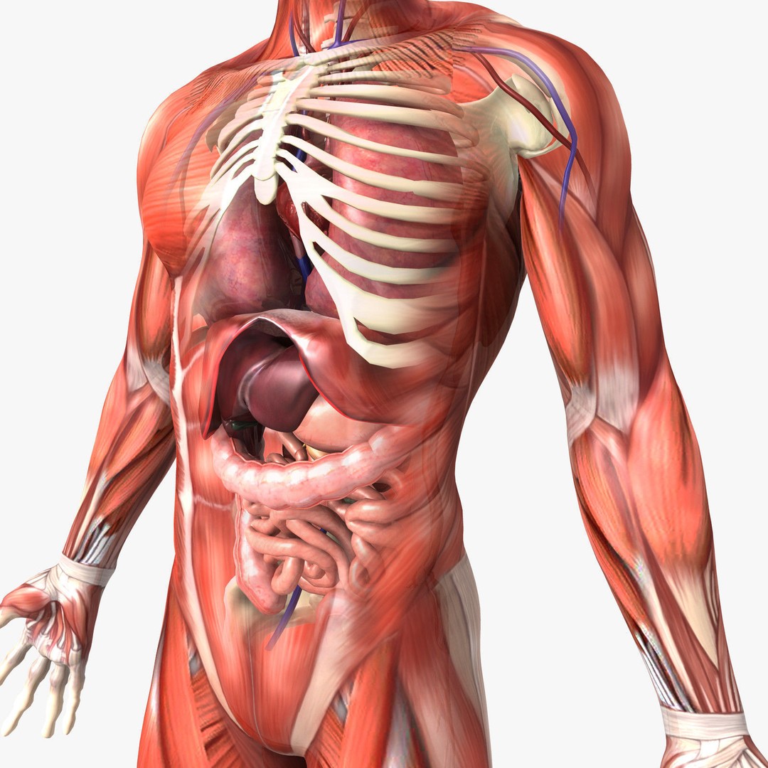 Human Male Anatomy 3D Model – Detailed PBR Character for Medical Animation - View 5
