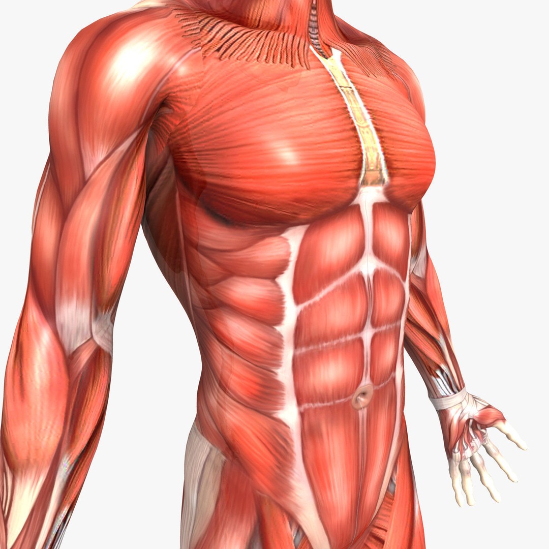 Human Male Anatomy 3D Model – Detailed PBR Character for Medical Animation - View 6