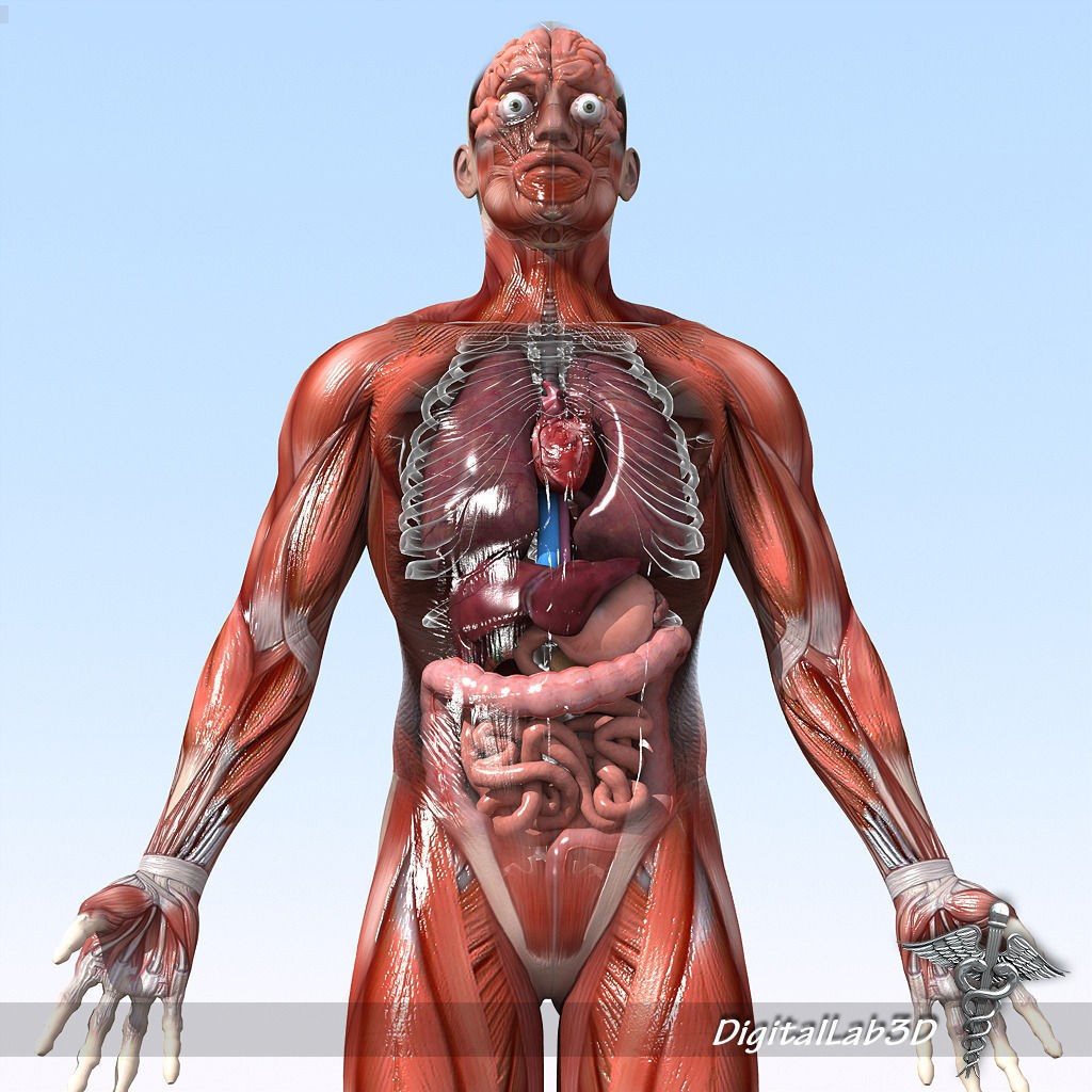 Human Male Anatomy 3D Model – Detailed PBR Character for Medical Animation - View 7