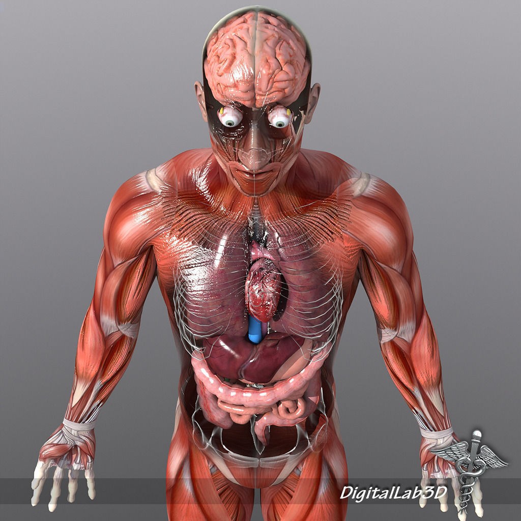 Human Male Anatomy 3D Model – Detailed PBR Character for Medical Animation - View 8