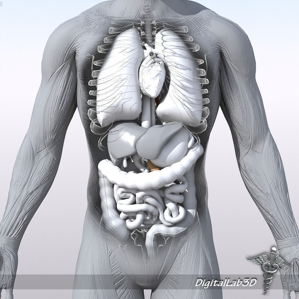 Human Male Anatomy 3D Model – Detailed PBR Character for Medical Animation - View 9