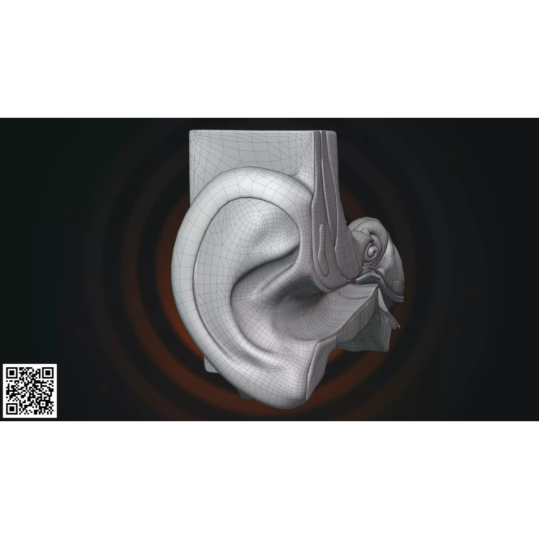 Human Ear Anatomy 3D Model – Anatomically Accurate for Medical Visualization