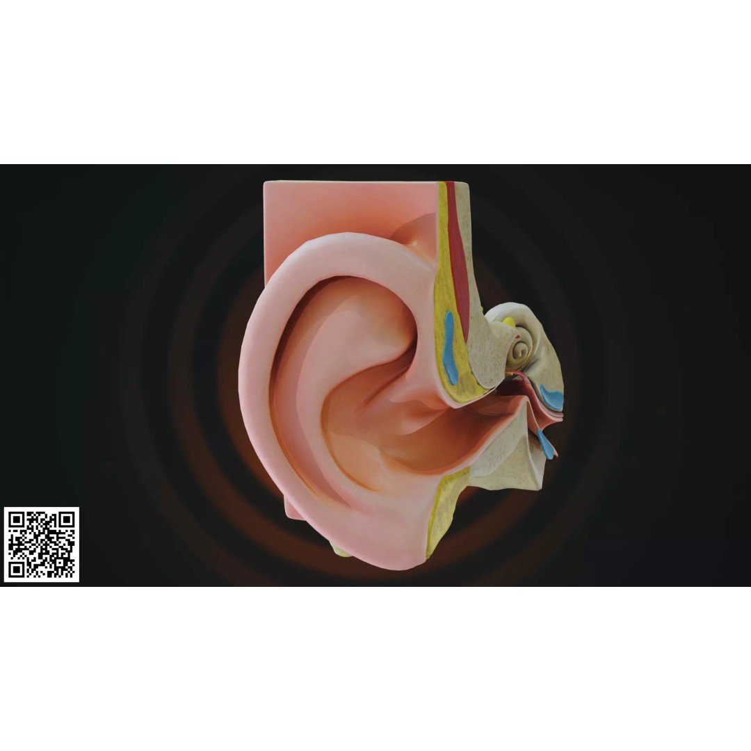 Human Ear Anatomy 3D Model – Anatomically Accurate for Medical Visualization - View 10