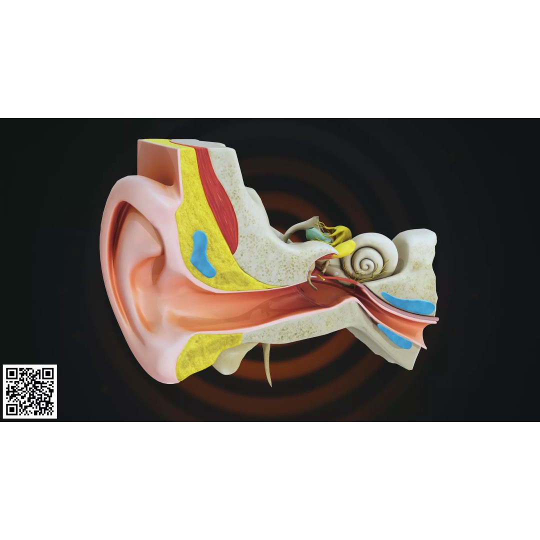 Human Ear Anatomy 3D Model – Anatomically Accurate for Medical Visualization - View 2