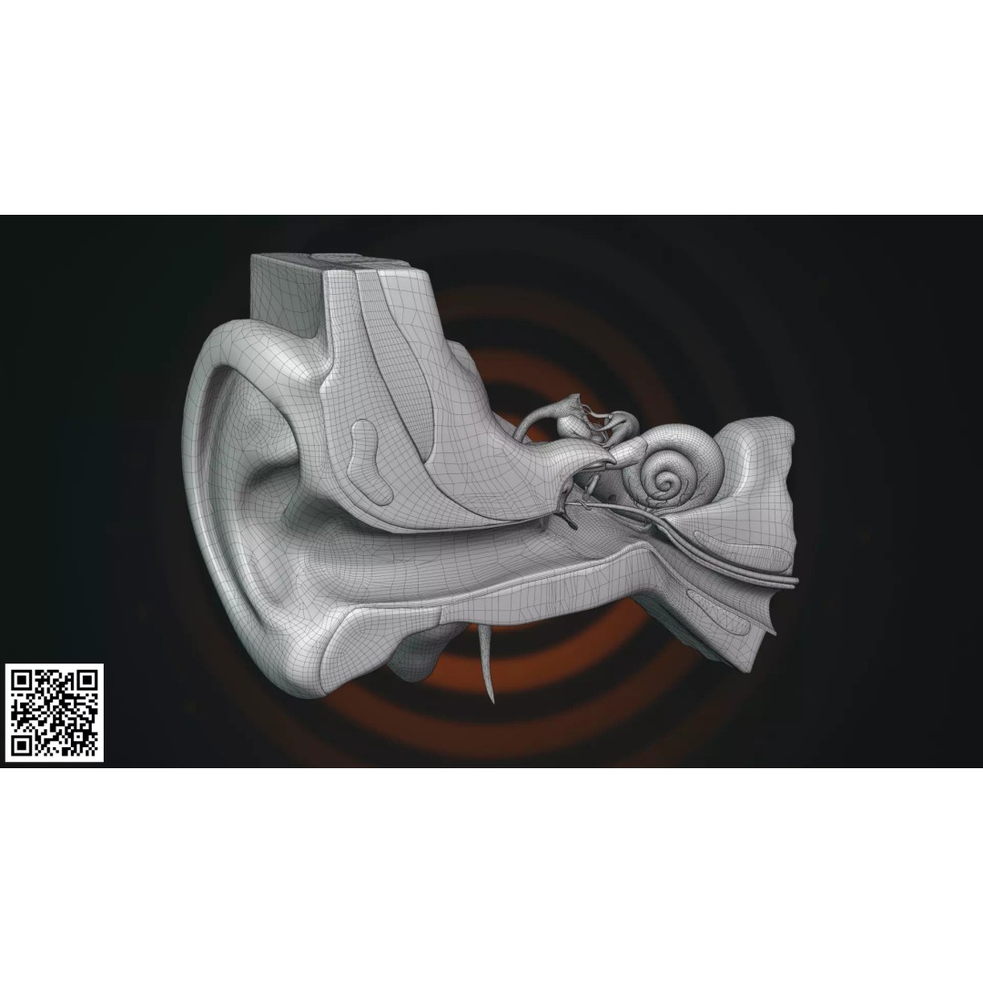 Human Ear Anatomy 3D Model – Anatomically Accurate for Medical Visualization - View 3
