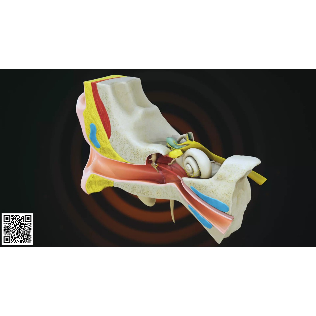 Human Ear Anatomy 3D Model – Anatomically Accurate for Medical Visualization - View 4