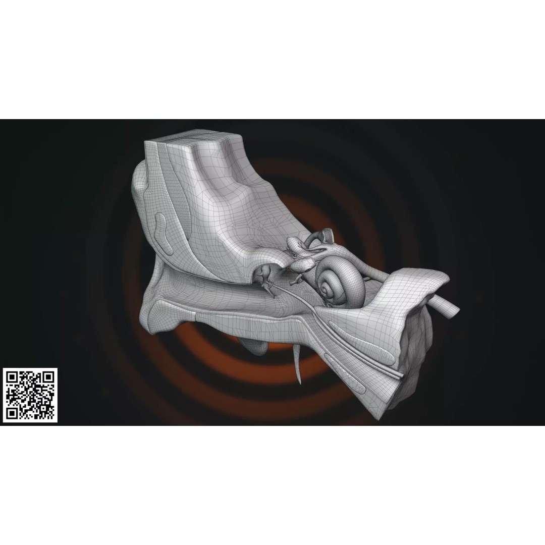 Human Ear Anatomy 3D Model – Anatomically Accurate for Medical Visualization - View 5