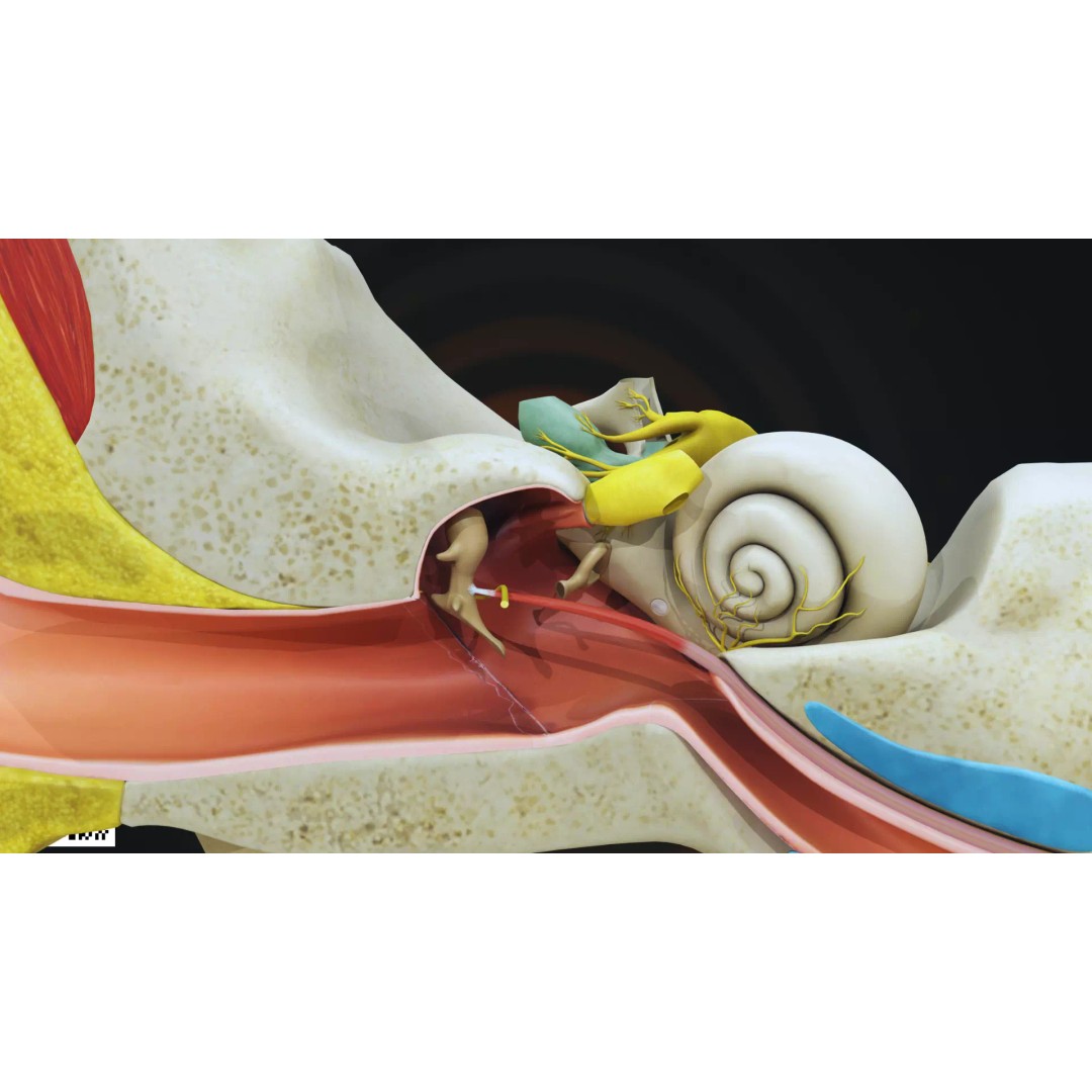 Human Ear Anatomy 3D Model – Anatomically Accurate for Medical Visualization - View 6