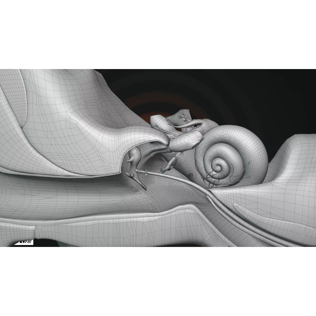 Human Ear Anatomy 3D Model – Anatomically Accurate for Medical Visualization - View 7