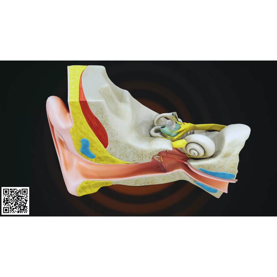 Human Ear Anatomy 3D Model – Anatomically Accurate for Medical Visualization - View 8