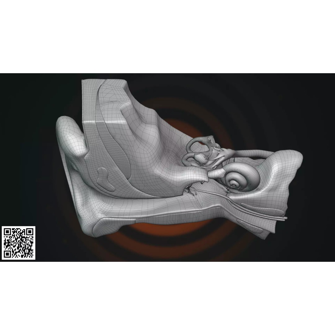 Human Ear Anatomy 3D Model – Anatomically Accurate for Medical Visualization - View 9