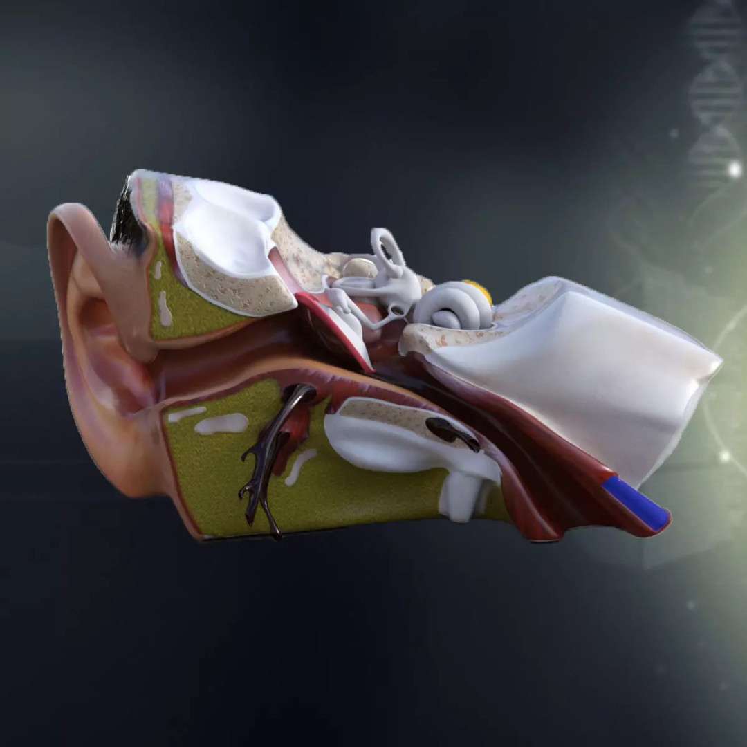 Human Ear Anatomy 3D Model – Detailed Medical Asset, FBX - View 2