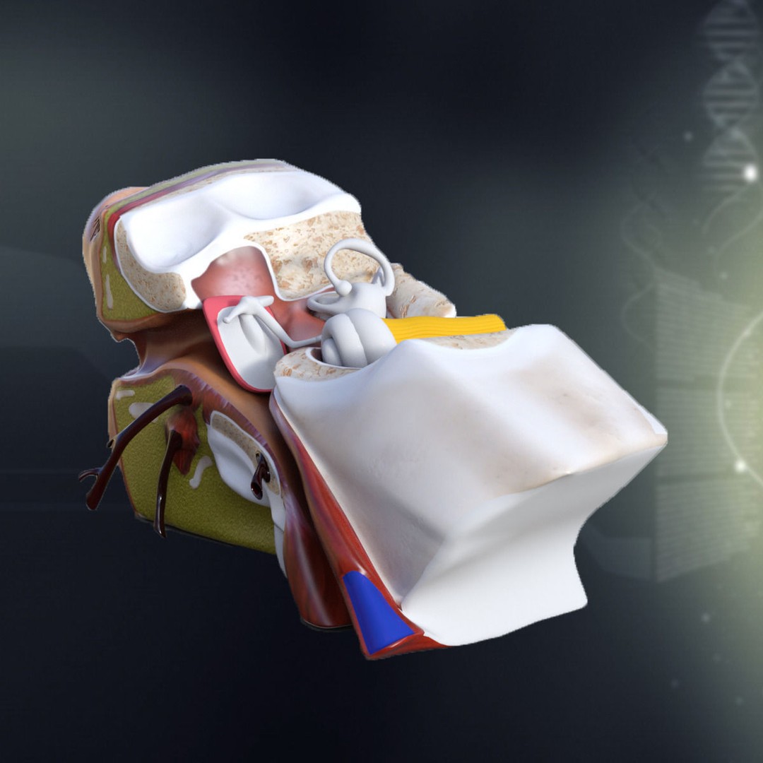 Human Ear Anatomy 3D Model – Detailed Medical Asset, FBX - View 3