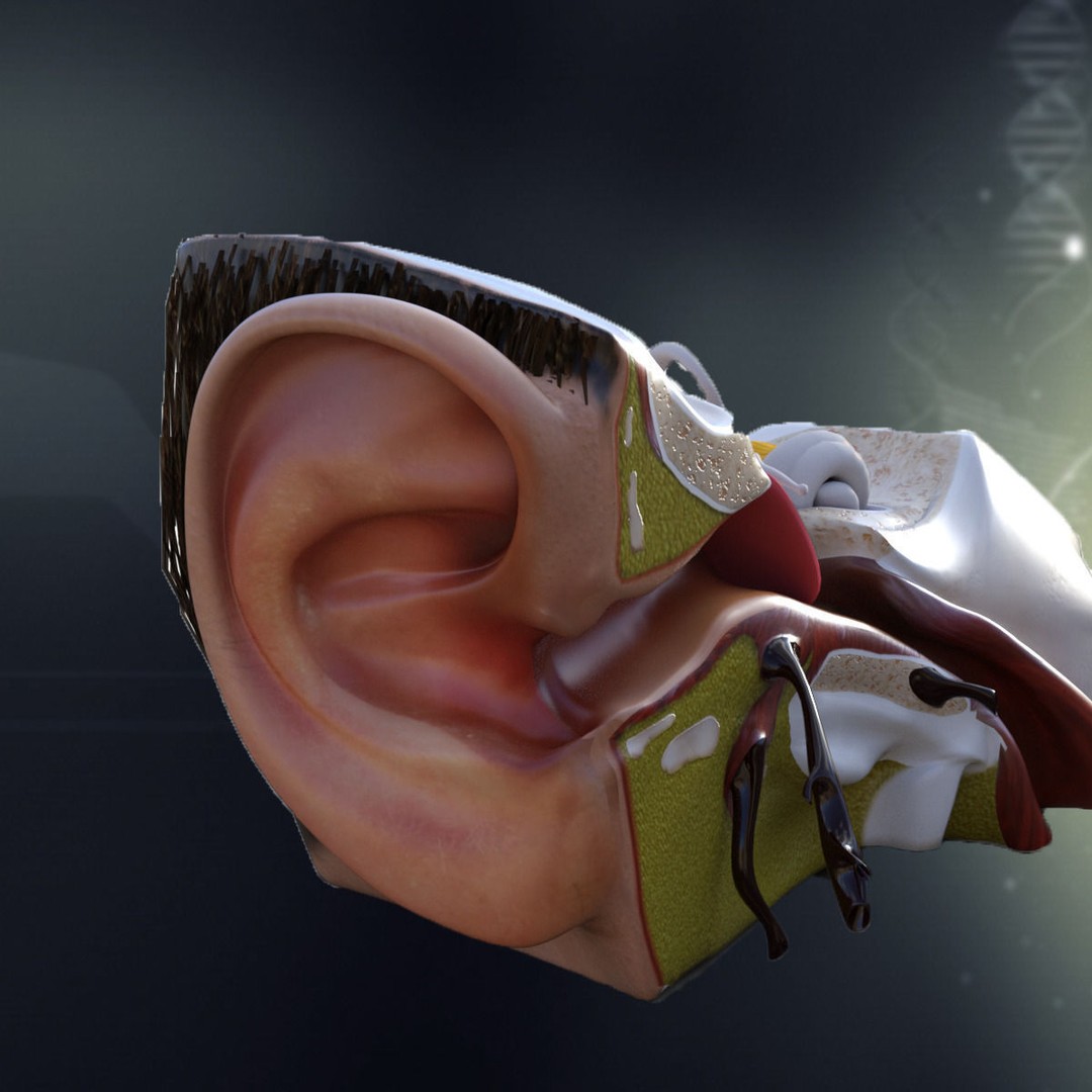 Human Ear Anatomy 3D Model – Detailed Medical Asset, FBX - View 4