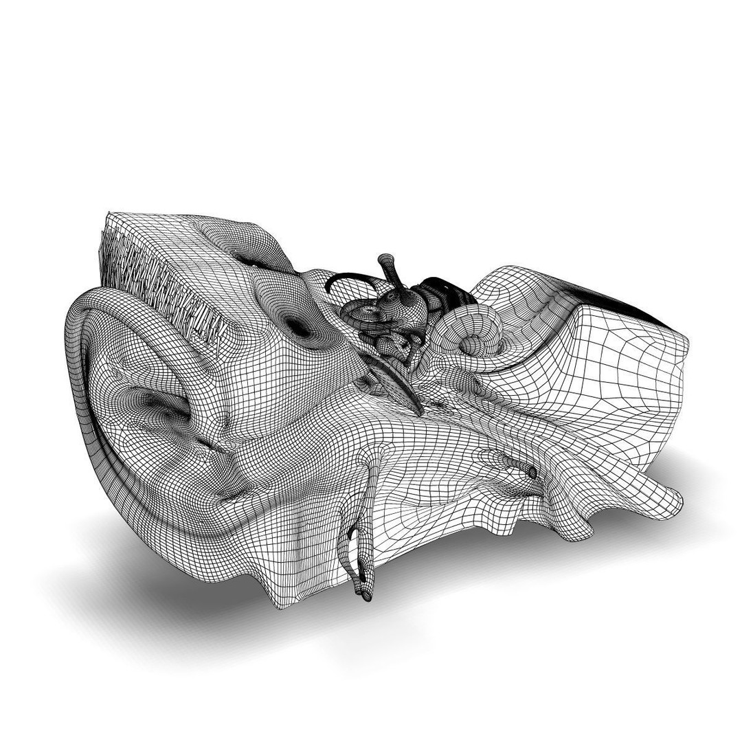 Human Ear Anatomy 3D Model – Detailed Medical Asset, FBX - View 5