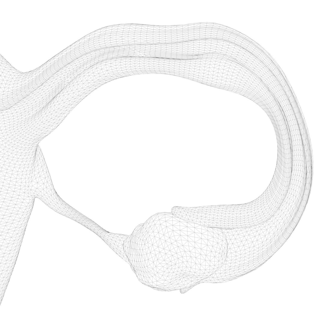 Female Reproductive System 3D Model – Anatomical Detailed Asset, FBX/OBJ