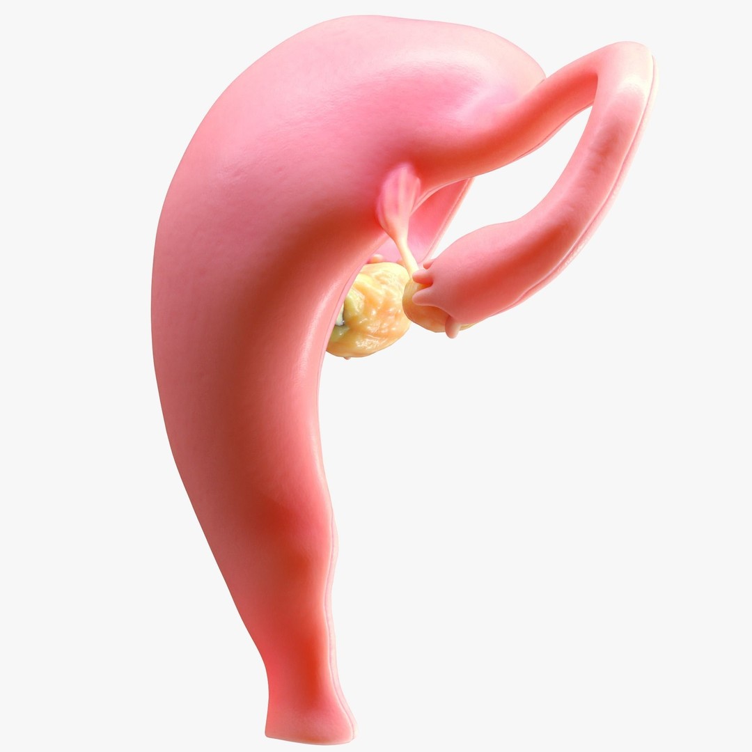 Female Reproductive System 3D Model – Anatomical Detailed Asset, FBX/OBJ - View 10