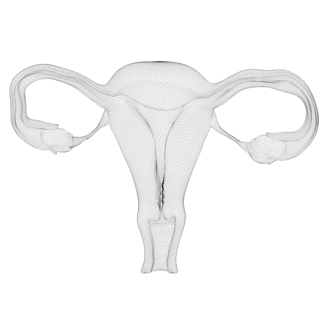 Female Reproductive System 3D Model – Anatomical Detailed Asset, FBX/OBJ - View 11