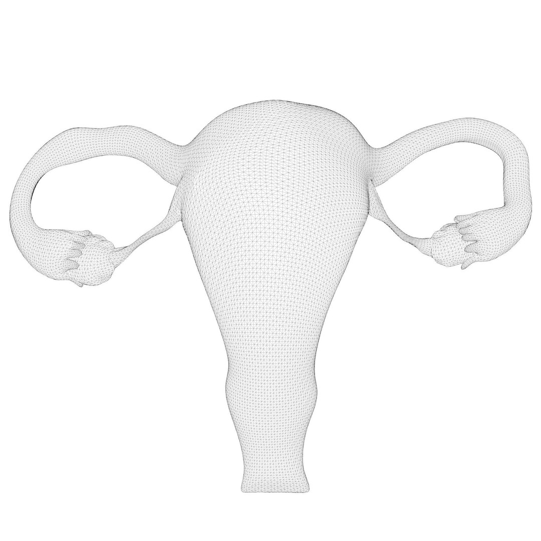 Female Reproductive System 3D Model – Anatomical Detailed Asset, FBX/OBJ - View 13