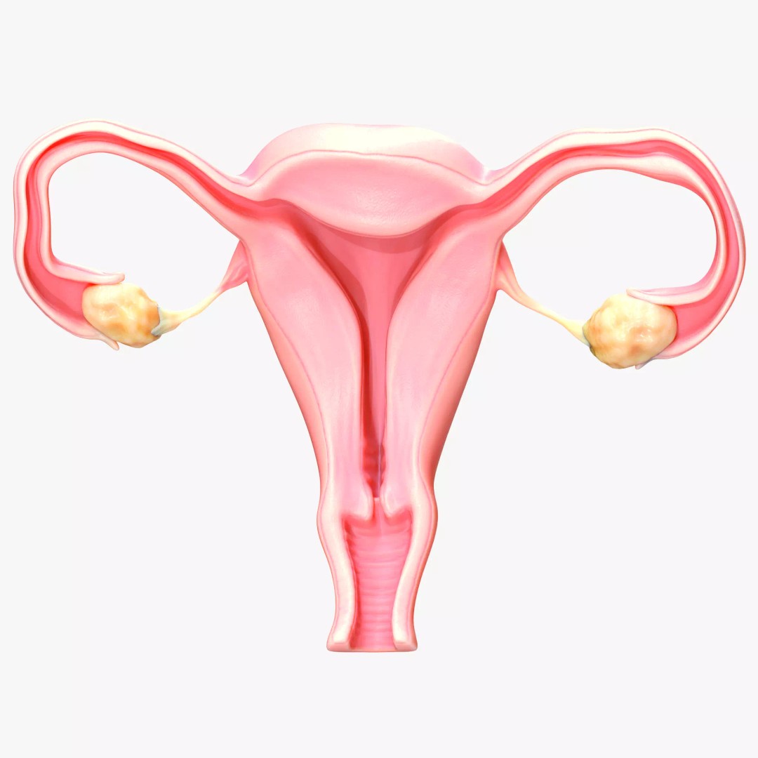 Female Reproductive System 3D Model – Anatomical Detailed Asset, FBX/OBJ - View 2