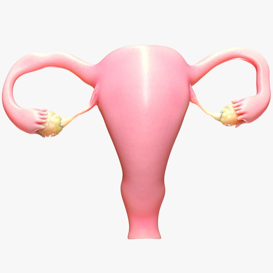 Female Reproductive System 3D Model – Anatomical Detailed Asset, FBX/OBJ - View 3