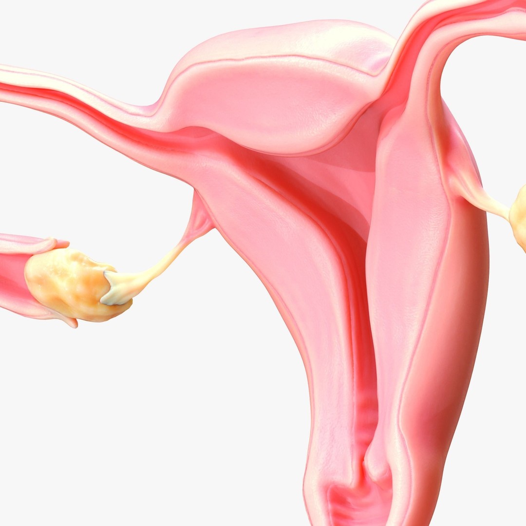 Female Reproductive System 3D Model – Anatomical Detailed Asset, FBX/OBJ - View 4