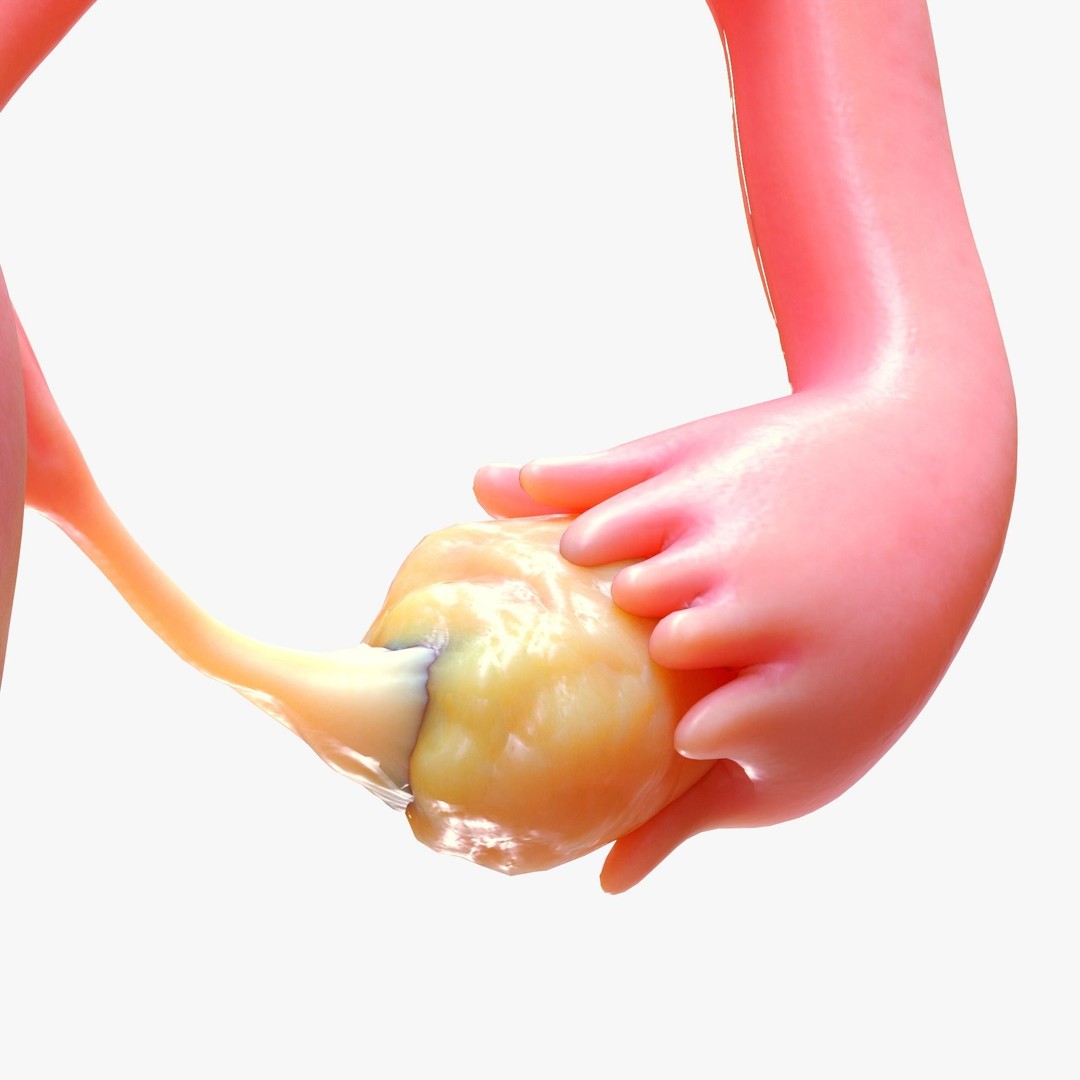 Female Reproductive System 3D Model – Anatomical Detailed Asset, FBX/OBJ - View 5