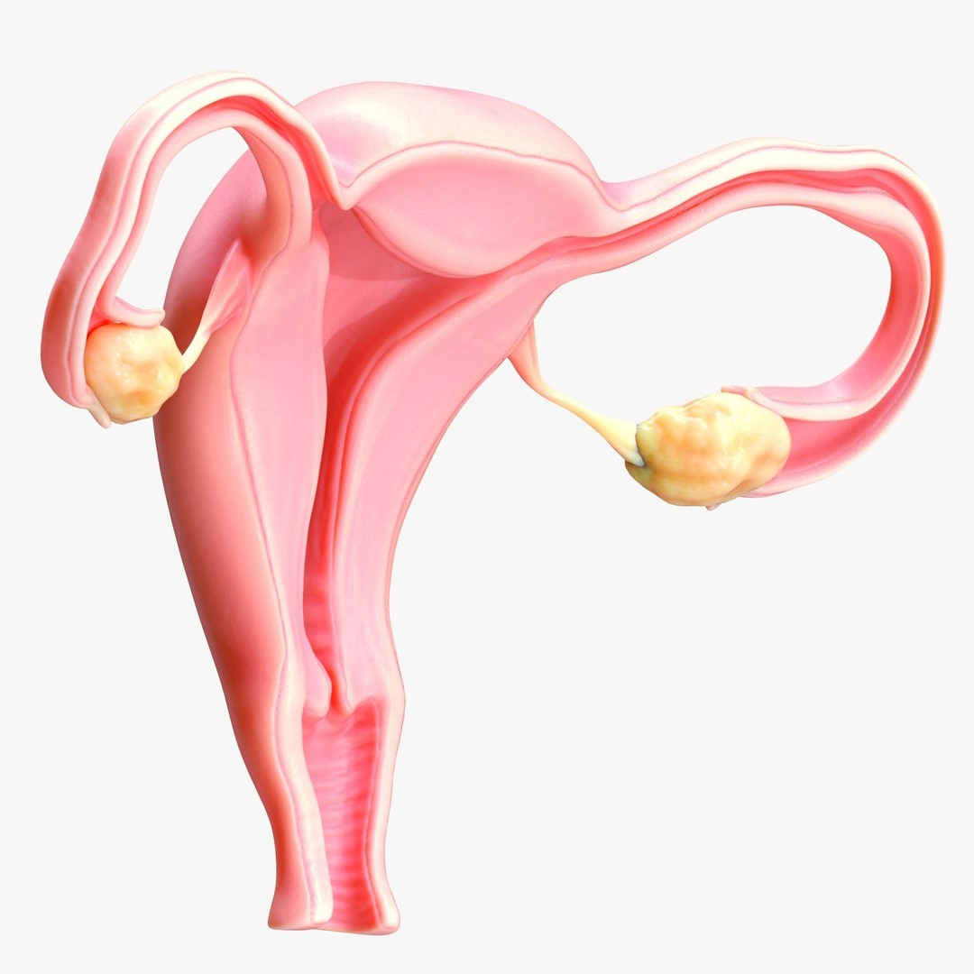 Female Reproductive System 3D Model – Anatomical Detailed Asset, FBX/OBJ - View 6