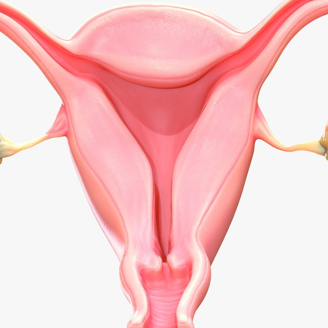Female Reproductive System 3D Model – Anatomical Detailed Asset, FBX/OBJ - View 7