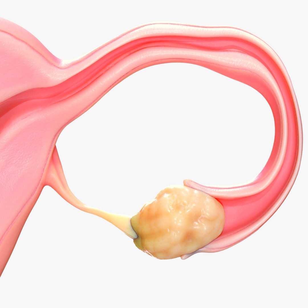Female Reproductive System 3D Model – Anatomical Detailed Asset, FBX/OBJ - View 8