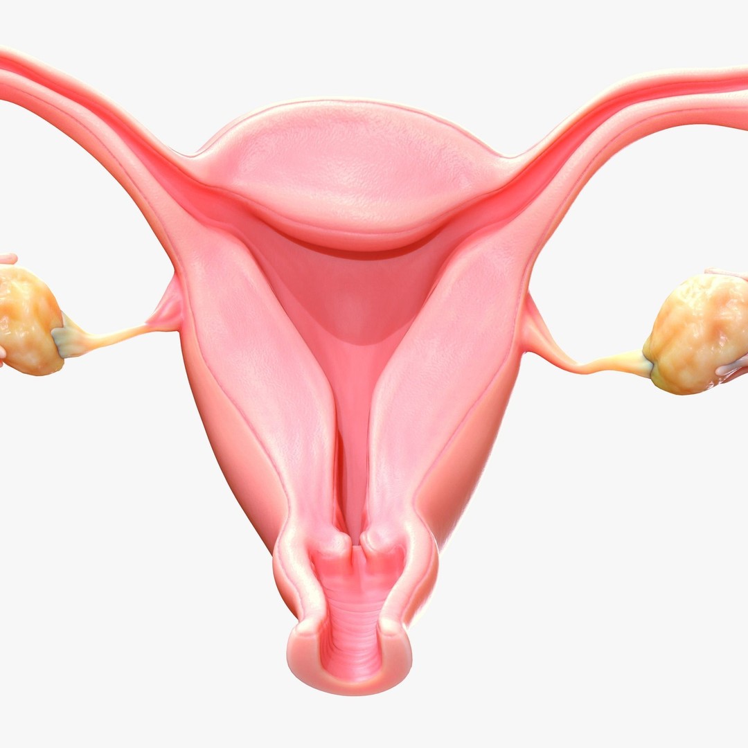 Female Reproductive System 3D Model – Anatomical Detailed Asset, FBX/OBJ - View 9