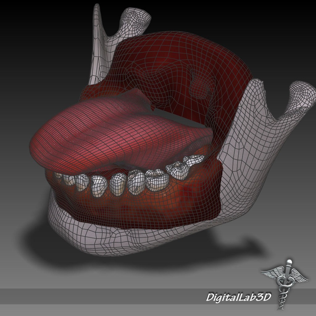 Human Head Anatomy 3D Model – Detailed Anatomy Collection, FBX, OBJ