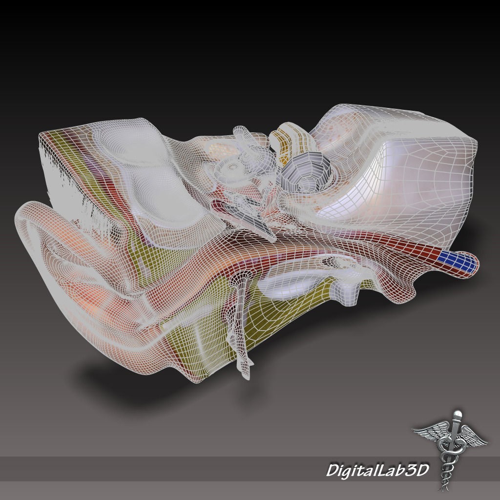 Human Head Anatomy 3D Model – Detailed Anatomy Collection, FBX, OBJ - View 10