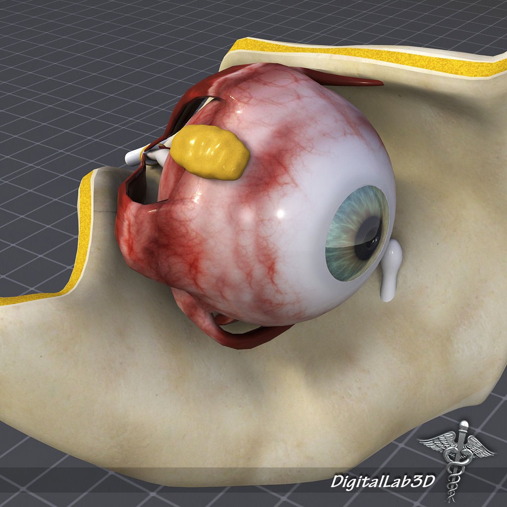 Human Head Anatomy 3D Model – Detailed Anatomy Collection, FBX, OBJ - View 11